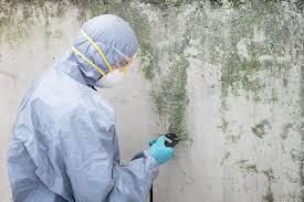 Best Mold Damage Restoration  in Fox Lake Hls, IL